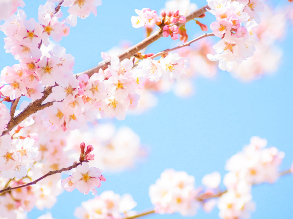 桜の季節◇鴨川市内◇桜の名所を訪れる