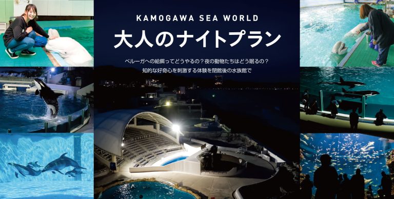 鴨川シーワールド入館割引券 有効期限2025年3月31日 小学生