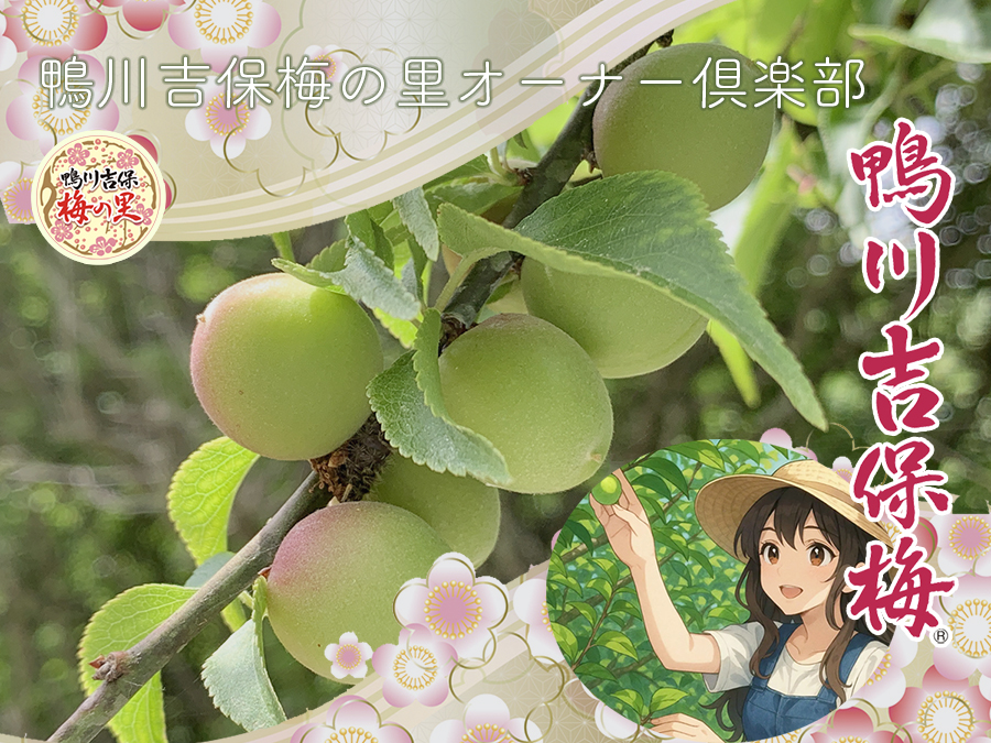 鴨川吉保梅の里