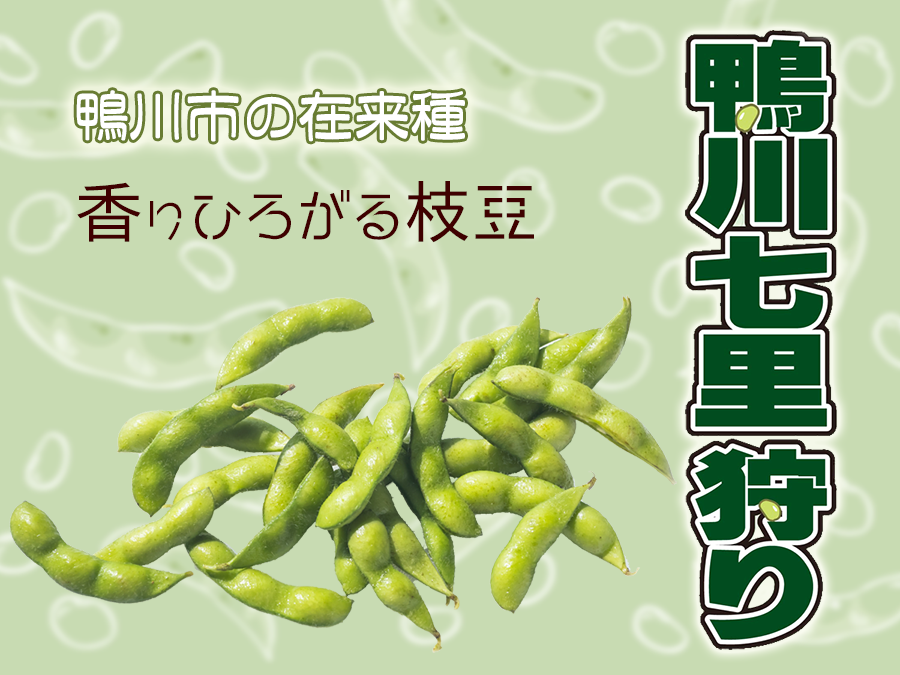 鴨川七里狩り◇香りが七里広がるおいしい枝豆