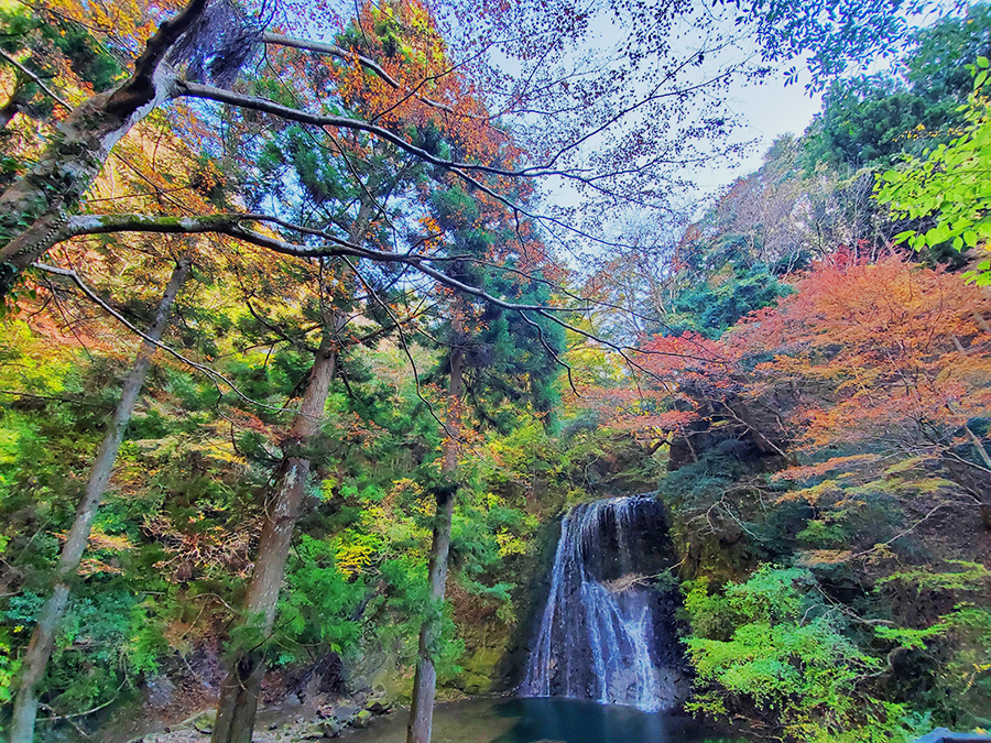 【紅葉】美しい紅葉 鴨川でも★11月下旬から12月上旬頃