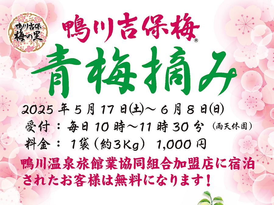 青梅摘み♡鴨川吉保梅♡鴨川で梅を摘もう！