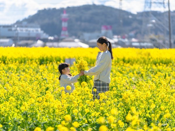 1月～3月にかけて1万坪の敷地いっぱいに菜の花が咲き誇る菜の花畑が鴨川に出現！！（ホテルより車5分）